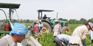 SE BUSCAN 20 TRABAJADORES AGRÍCOLAS (HOMBRES Y MUJERES), NO REQUIERE EXPERIENCIA Trabajadores Agrícolas agricultural workers
