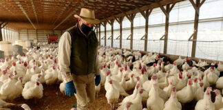 SE REQUIERE OPERADOR DE EMBALAJE PARA GRANJA DE PAVOS (CON O SIN EXPERIENCIA), SE CAPACITARÁ operador de embalaje para granja de pavos agricultural workers for turkey farm