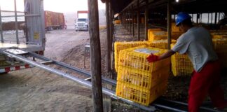 SE BUSCA AYUDANTE PARA GRANJA AVÍCOLA TURNO MAÑANA Y TARDE, BUEN PAGO POR HORA Ayudante Para Granja Avícola poultry farm helper