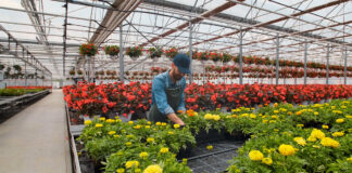 SE SOLICITA 2 AYUDANTES PARA INVERNADERO Y VIVERO (HOMBRES Y MUJERES), MÍNIMA EXPERIENCIA. EXCELENTE PAGO Ayudantes Para Invernadero y Vivero Greenhouse And Nursery Helpers