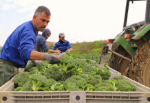 SE BUSCAN 50 EMPACADORES/AS DE FRUTAS Y VERDURAS PARA SWEET SEASONS EN MCALLEN, TEXAS (SIN EXPERIENCIA, H-2B TEMPORAL), 40 HORAS SEMANALES. PAGO DE $18.84 POR HORA Envasadores/as De Lechuga y Brócoli Lettuce and Broccoli Packers