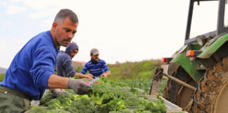 SE PRECISAN ENVASADORES/AS DE LECHUGA Y BRÓCOLI (CON O SIN EXPERIENCIA), SALARIO SEGÚN CONVENIO Envasadores/as De Lechuga y Brócoli Lettuce and Broccoli Packers