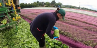 SE NECESITA PEÓN AGRÍCOLA PARA FINCA (LABORES GENERALES), CONTRATACIÓN INMEDIATA Peón Agrícola Para Finca Agricultural Laborer For Farm