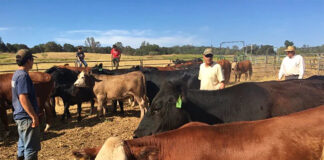 SE SOLICITA PEÓN GANADERO PARA FINCA (LABORES GENERALES), MÍNIMA EXPERIENCIA. BUEN PAGO Peón Ganadero Para Finca cattle pawn
