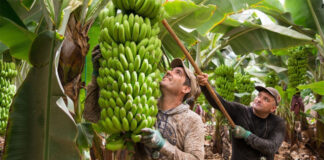 SE SOLICITA PEÓN/A AGRÍCOLA PARA FINCA MIXTA (POCA EXPERIENCIA), BUEN PAGO Peón/a Agrícola agricultural worker