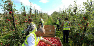 SE NECESITAN 4 PEONES AGRÍCOLAS (HOMBRES Y MUJERES), CULTIVOS DE MANZANAS Y CEREZAS. NO REQUIERE EXPERIENCIA, SE ENTRENARÁ Peones Agrícolas agricultural staff