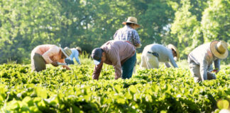 SE NECESITAN 14 PEONES/AS AGRÍCOLAS PARA CULTIVO DE VERDURAS, NO REQUIERE EXPERIENCIA. SE ENTRENARÁ Peones/as Agrícolas Agricultural Laborers