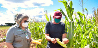 SE BUSCAN PEONES/AS DE CAMPO (21 VACANTES), TURNO DE MAÑANA. EXCELENTE PAGO POR HORA, POCA EXPERIENCIA Peones/as De Campo field pawns