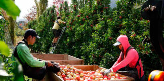 SE NECESITAN 15 PEONES/AS PARA COSECHA Y PODA DE MANZANAS Y MELOCOTONES (POCA EXPERIENCIA), 1ER TURNO. BUEN SUELDO Peones/as Para Cosecha y Poda De Manzanas Peons for Harvesting and Pruning Apples