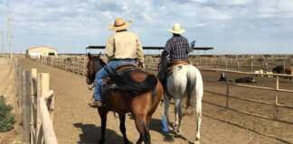 SE BUSCAN 5 TRABAJADORES PARA RANCHO DE CABALLOS (POCA EXPERIENCIA), BUEN PAGO POR HORA Trabajadores Para Rancho De Caballos horse ranch workers