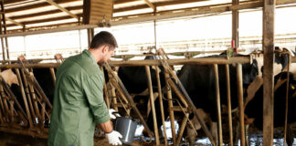 SE BUSCAN TRABAJADORES PARA RANCHO GANADERO (POCA EXPERIENCIA), BUEN PAGO Y BENEFICIOS Trabajadores Para Rancho Ganadero workers for cattle ranch
