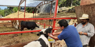SE NECESITA AYUDANTE PARA RANCHO (VACAS LECHERAS), LABOR GENERAL. NO SE REQUIERE EXPERIENCIA Ayudante Para Rancho ranch helper