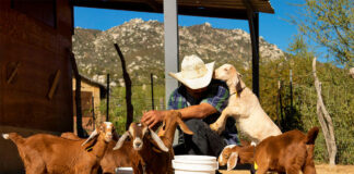 SE SOLICITA PEÓN GANADERO (GANADO OVINO, PORCINO Y VACUNO), MÍNIMA EXPERIENCIA. SALARIO SEGÚN CONVENIO Peón Ganadero cattle farmer