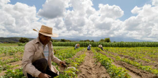 SE PRECISA PEÓN PARA LIMPIEZA DE CAMPO (CON O SIN EXPERIENCIA), TURNO DE MAÑANA. BUENA REMUNERACIÓN Peón Para Limpieza De Campo field cleaning laborer
