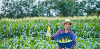 SE SOLICITAN 20 TRABAJADORES AGRÍCOLAS PARA COSECHA DE MAÍZ (POCA EXPERIENCIA), TURNO DE MAÑANA Trabajadores Agrícolas agricultural workers