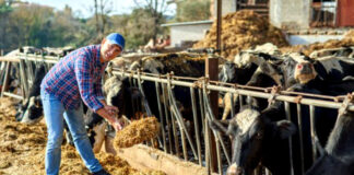 SOLICITAMOS TRABAJADORES PARA RANCHO (GANADERÍA COMBINADA Y CRÍA DE AVES DE CORRAL), EXCELENTE PAGO POR HORA Trabajadores Para Rancho ranch workers