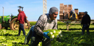 SE SOLICITAN AYUDANTES PARA INVERNADERO (CON O SIN EXPERIENCIA), COSECHA DE VERDURAS. HORARIO FLEXIBLE TURNO DE MAÑANA Ayudantes Para Invernadero greenhouse helper