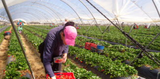 SE SOLICITAN AYUDANTES PARA VIVERO (5 VACANTES), POCA EXPERIENCIA. BUENA REMUNERACIÓN Ayudantes Para Vivero nursery helper