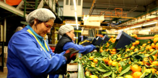 SE PRECISA ENCAJADOR/A DE FRUTAS CON O SIN EXPERIENCIA, HORARIO EN TURNO CENTRAL. BUEN SUELDO Encajador/a De Frutas fruit packers