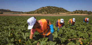 SE SOLICITA OPERARIO/A AGRÍCOLA TIEMPO PARCIAL, PARA PREPARACIÓN DE CULTIVOS Y SIEMBRA. MÍNIMA EXPERIENCIA Operario/a Agrícola agricultural operators