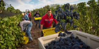 SE SOLICITA OPERARIO/A DE VIÑEDO (CON O SIN EXPERIENCIA), CONTRATACIÓN INMEDIATA. BUEN SUELDO Operario/a De Viñedo vineyard operator 1