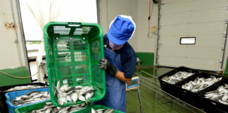 SE BUSCA OPERARIOS/AS DE FÁBRICA (5 VACANTES), LABORES GENERALES DE PRODUCCIÓN DE ALIMENTOS Operarios/as De Fábrica factory operators