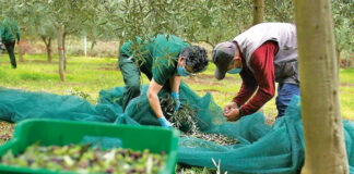 SE SOLICITA PEÓN/A AGRÍCOLA PARA FINCA (CAMPAÑA DE RECOLECCIÓN DE ACEITUNA), CON O SIN EXPERIENCIA. SALARIO SEGÚN CONVENIO Peón/a Agrícola Para Finca agricultural laborer for farm