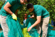 Peón/a Agrícola Para Recolección De Aceitunas Agricultural Laborer For Olive Harvesting
