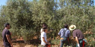 SE SOLICITAN 2 PEONES PARA GRANJA DE OLIVO (CON O SIN EXPERIENCIA), SALARIO SEGÚN CONVENIO Peones Para Granja De Olivo olive farm laborers