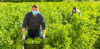 SE SOLICITAN 4 PEONES/AS AGRÍCOLAS CON O SIN EXPERIENCIA. SE OFRECE BUEN PAGO POR HORA Y ENTRENAMIENTO Peones/as Agrícolas Agricultural Workers