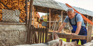 SE BUSCA TRABAJADOR/AYUDANTE PARA GRANERO DE CERDAS (CON O SIN EXPERIENCIA), DE LUNES A VIERNES. BUEN PAGO Trabajador/Ayudante Para Granero De Cerdas barn worker/helper