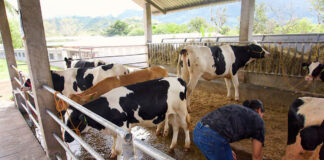 SE SOLICITA TRABAJADOR PARA GRANJA LECHERA (CON O SIN EXPERIENCIA), HORARIOS FLEXIBLES. TURNO DE MAÑANA Trabajador Para Granja Lechera dairy farm worker