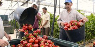 SE NECESITAN 84 TRABAJADORES DE CAMPO/COSECHADORES (HOMBRES Y MUJERES), POCA EXPERIENCIA. TURNO DE MAÑANA Trabajadores De Campo field worker