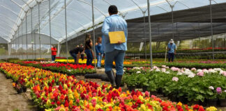 SE SOLICITAN AYUDANTE PARA VIVERO (CON O SIN EXPERIENCIA), LABORES GENERALES. BUEN PAGO Ayudante Para Vivero Nursery Helper