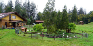 INCORPORAMOS 3 AYUDANTES PARA RANCHO DE ANIMALES (MÍNIMA EXPERIENCIA), CONTRATACIÓN INMEDIATA. BUEN PAGO Ayudantes Para Rancho De Animales animal ranch helpers