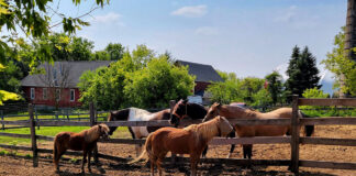 SE NECESITAN 2 AYUDANTES PARA RANCHO DE CABALLOS (LABORES GENERALES), POCA EXPERIENCIA. BUEN SALARIO Ayudantes Para Rancho De Caballos horse ranch helper