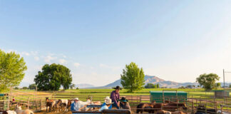 SE SOLICITAN AYUDANTES PARA RANCHO DE GANADO DE ENGORDE (POCA EXPERIENCIA), BUENA REMUNERACIÓN Ayudantes Para Rancho De Ganado De Engorde feeder ranch helpers