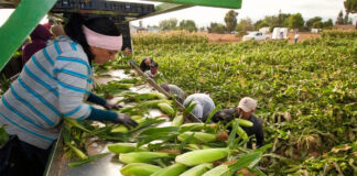 SE SOLICITAN COSECHADORES/AS DE MAÍZ, SOJA Y GRANOS (CON O SIN EXPERIENCIA, SE ENTRENARÁ), SE OFRECE ALOJAMIENTO Y BUEN PAGO POR HORA Cosechadores/as Harvesters