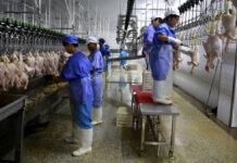 SE BUSCA OPERARIO/A DE PRODUCCIÓN AVÍCOLA PARA CARGILL EN SAN RAFAEL, ALAJUELA (NO REQUIERE EXPERIENCIA), TURNO NOCTURNO. PUESTO PERMANENTE Operario De Producción/Deshuesador De Pollo Production Operator/Chicken Boren