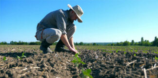 SE NECESITA PEÓN AGRÍCOLA (MÍNIMA EXPERIENCIA), JORNADA COMPLETA. SALARIO SEGÚN CONVENIO Peón Agrícola agricultural laborer