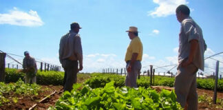SE PRECISAN PEONES/AS AGRÍCOLAS PARA FINCA (LABORES DE LIMPIEZA Y SIEMBRA), HORARIO DE 8:00 A 16:00 HS. BUEN PAGO Peones/as Agrícolas Para Finca farm laborers