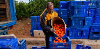 SE SOLICITA PEONES/AS AGRÍCOLAS PARA GRANJA DE FRUTAS (CON O SIN EXPERIENCIA), 6 VACANTES. SE ENTRENARÁ Peones/as Agrícolas agricultural laborer