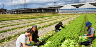 SE NECESITAN PEONES/AS AGRÍCOLAS (POCA EXPERIENCIA), COSECHA Y EMPAQUE DE FRUTAS Y VERDURAS. TURNO DE MAÑANA Peones/as Agrícolas agricultural laborer