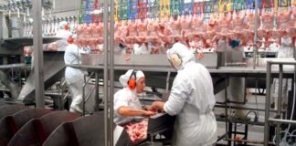 SE SOLICITA PERSONAL PARA PLANTA AVÍCOLA (CON O SIN EXPERIENCIA), LABORES GENERALES DE PROCESAMIENTO. BUEN PAGO Personal Para Planta Avícola poultry plant staff