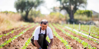 SE REQUIEREN 40 TRABAJADORES PARA RANCHO (MANO DE OBRA AGRÍCOLA), POCA EXPERIENCIA. TURNO DE MAÑANA Trabajadores Para Rancho ranch worker