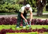 SE BUSCAN 348 TRABAJADORES/AS DE JARDINERÍA Y PAISAJISMO PARA YELLOWSTONE LANDSCAPE EN HOUSTON, TEXAS (SIN EXPERIENCIA, H-2B TEMPORAL), 40 HORAS SEMANALES. PAGO DE $18.08 POR HORA Ayudantes/Obreros Para Proyectos De Paisaje Helpers/Workers For Landscape Projects