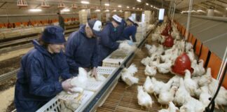 SE SOLICITA OPERARIOS/AS AVÍCOLA PARA GRANJA (NO SE REQUIERE EXPERIENCIA), 3 VACANTES. BUEN SALARIO Operarios/as Avícola Para Granja Poultry Farm Operators spain
