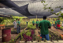 Peón/a Para Vivero De Plantas laborer for plant nursery