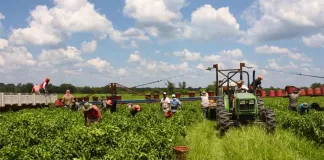 SE SOLICITAN 20 PEONES/AS AGRÍCOLAS PARA GRANJA (CON O SIN EXPERIENCIA), BUEN PAGO Peones/as Agrícolas Para Granja agricultural farm laborers