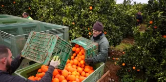 SE SOLICITAN 4 PEONES/AS AGRÍCOLAS PARA COSECHA Y CULTIVO DE FRUTAS Y VERDURAS (CON O SIN EXPERIENCIA), BUEN PAGO Peones/as Agrícolas agricultural laborer